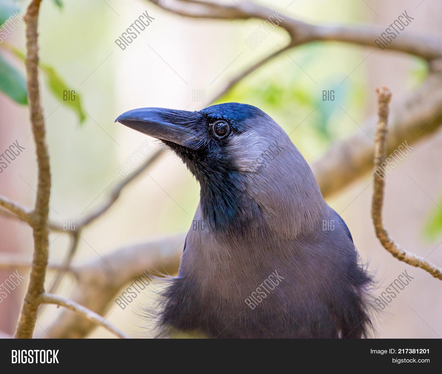 Indian House Crow, Image & Photo (Free Trial) Bigstock