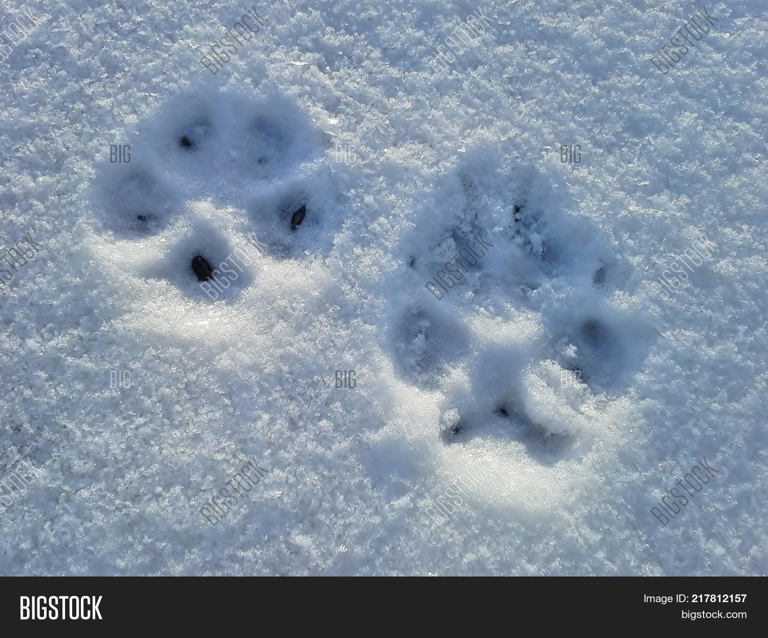 Two Dog Pawprints Snow Image & Photo (Free Trial) Bigstock
