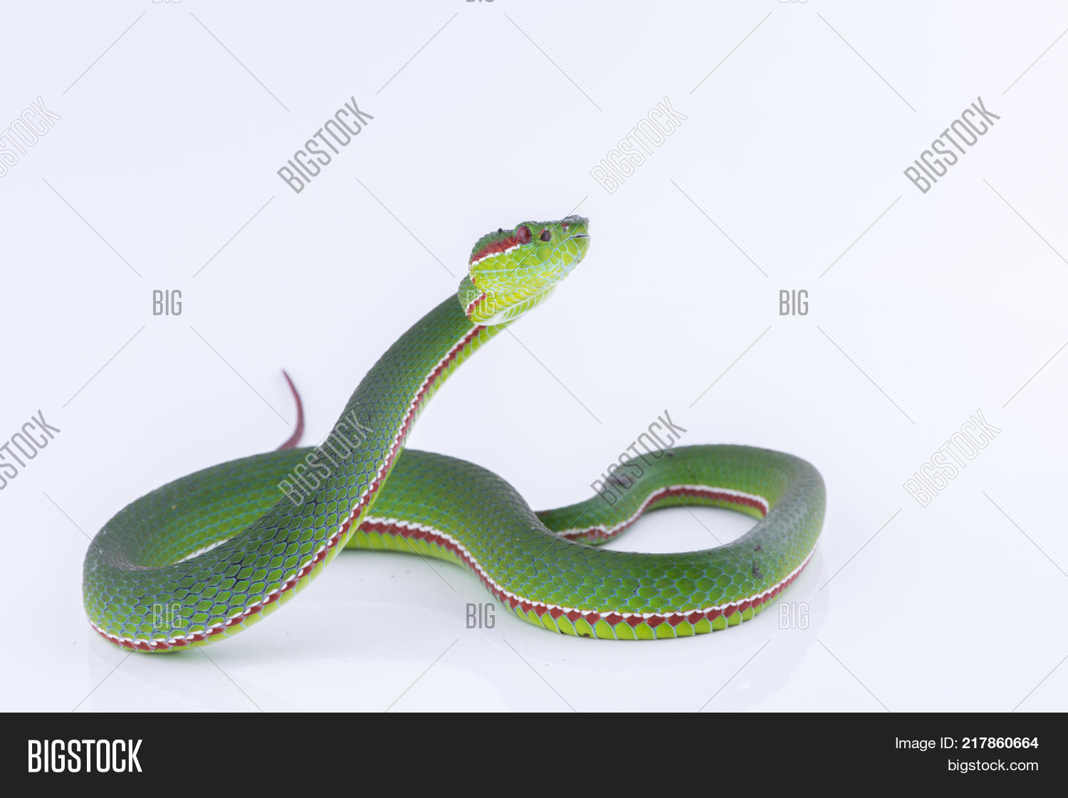 Green Pit Viper Bites Image & Photo (Free Trial) Bigstock