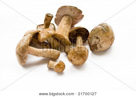 Cogumelo