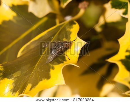 close up of flesh fly on edge of variegated yellow and green leaf; essex; england; uk