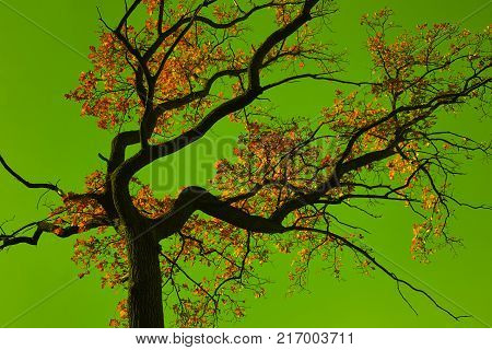 Incredible colors of autumn. Autumn oak tree on a background of the unthinkable colors of the sky. Transformed background.
