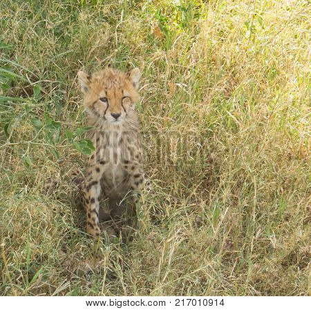 Cute baby cheetah learing at camera man