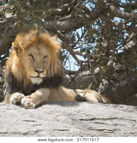 King of Jungle a black maned lion on a royal thron
