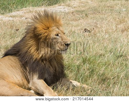 Vigilance King of Jungle a black maned lion