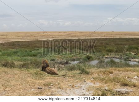 The kingdom of lion the king of Jungle