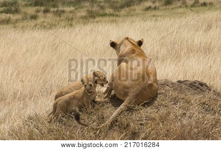 Vigilance Lioness and her cubs in the Serengeti