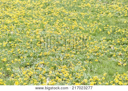 A bounch of yellow flores in spring time