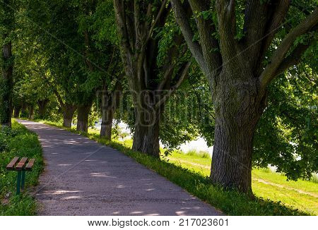 Bench In Shade Of Linden Trees