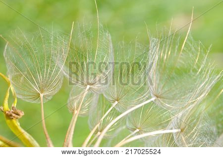 Yellow salsify flower seeds. Western salsify or big dandelion flower