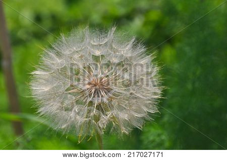 Yellow salsify flower seeds. Western salsify or big dandelion flower