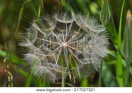 Yellow salsify flower seeds. Western salsify or big dandelion flower