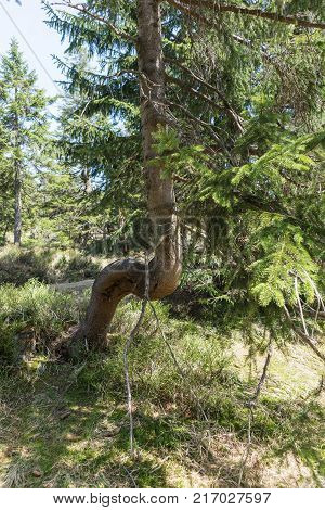 Abstract grown tree in the forest in summer