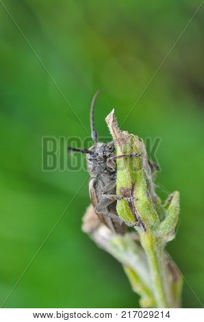 Longhorn beetle, Agapanthia cardui, in the grass. Big beetle on stalk of grass