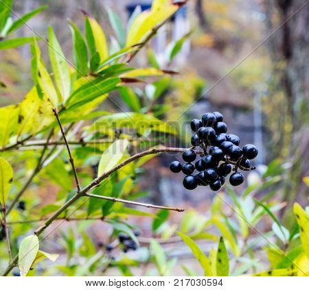 ripened berries of black berries on shrub branches in autumn