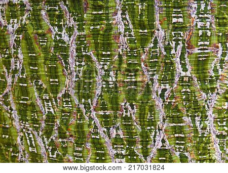 Palm tree bark texture background.Detail of young palm tree trunk close up.Natural texture.Selective focus.