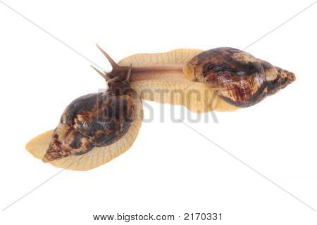 Slakken