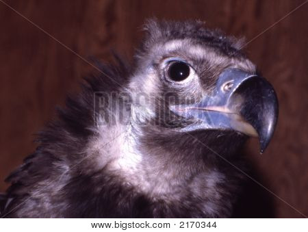 Himalayanvulture