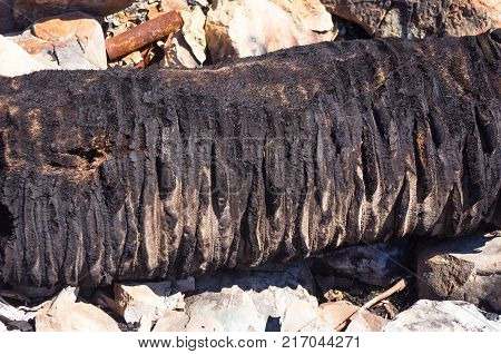 charred palm tree trunk on a pebbly beach on a Sunny summer day