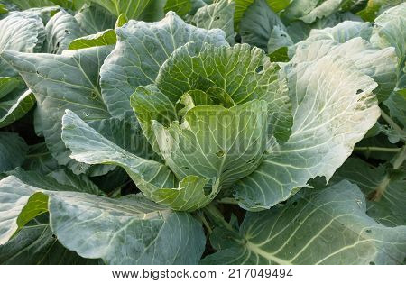 Green raw cabbage's head with leafs. Fresh raw cabbage close-up.