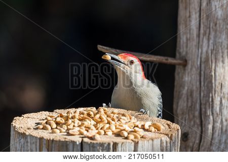 Red Bellied Woodpecker eating peanuts from a wooden stump