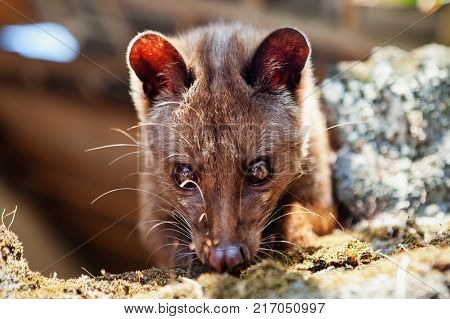 Luwak sitting on temple top - wild Asian palm civet live in forests on Bali island make most expensive coffee in world. Travels in Asia. Indonesian and Balinese wildlife backgrounds and animals theme