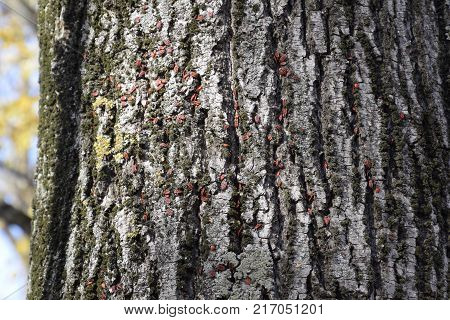 Red Bugs Bask In The Sun On Tree Bark. Autumn Warm-soldiers For Beetles