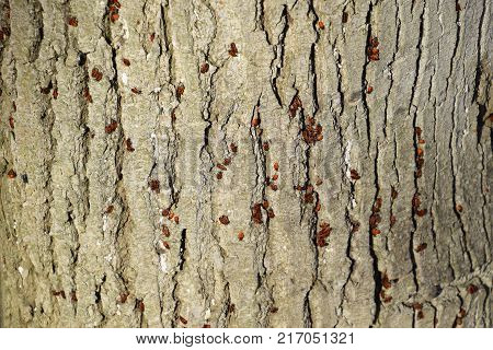 Red Bugs Bask In The Sun On Tree Bark. Autumn Warm-soldiers For Beetles