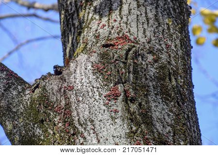 Red Bugs Bask In The Sun On Tree Bark. Autumn Warm-soldiers For Beetles