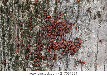 Red Bugs Bask In The Sun On Tree Bark. Autumn Warm-soldiers For Beetles
