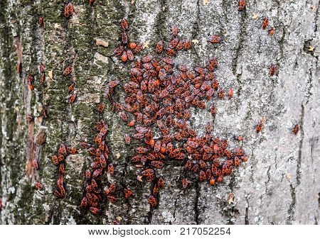 Red Bugs Bask In The Sun On Tree Bark. Autumn Warm-soldiers For Beetles