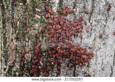 Red Bugs Bask In The Sun On Tree Bark. Autumn Warm-soldiers For Beetles