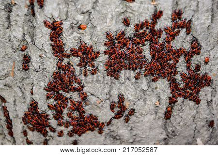 Red Bugs Bask In The Sun On Tree Bark. Autumn Warm-soldiers For Beetles