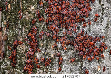Red Bugs Bask In The Sun On Tree Bark. Autumn Warm-soldiers For Beetles