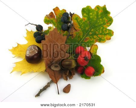 Folhas e frutos de outono
