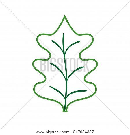 color line tropical kale leal natural plant vector illustration