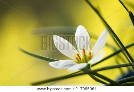 White Zephyranthes with green leaves background, closeup