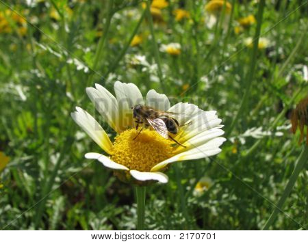 Ape sul fiore