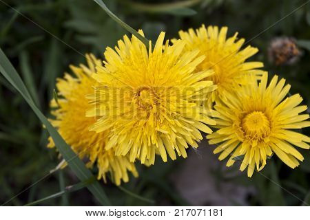 Beautiful spring flowers background with dandelion. Blossom flowers.