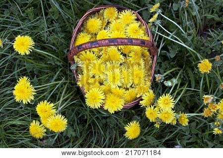 Beautiful spring flowers background with dandelion. Blossom flowers in the basket.