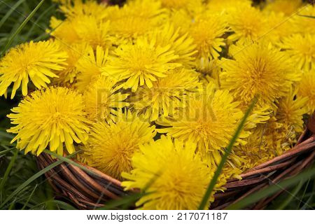 Beautiful spring flowers background with dandelion. Blossom flowers in the basket.