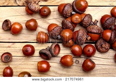 Horn Of Dried Acorns Dried.autumn Background.macro.closeup.autumn Athmosphere.