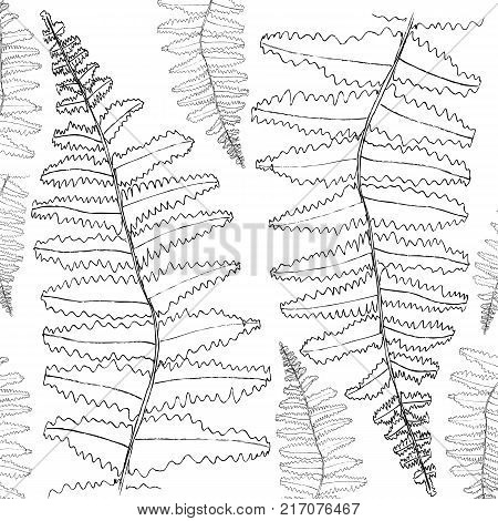 fern silhouette collection. Black isolated prints of fern leaves on the white background.