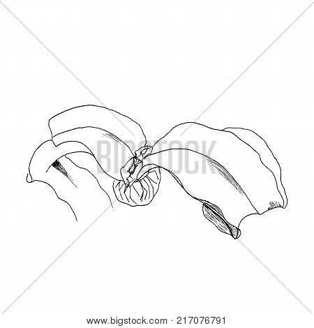 Welwitschia mirabilis, liner  illustration on white background