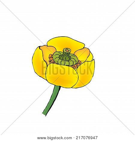 Color  illustrations - Blooming yellow water-lily close up spatter-dock