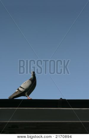 Turtledove