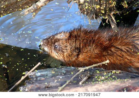 Muskrat (Ondatra zibethicus) sitting in the water on a warm spring day in Illinois