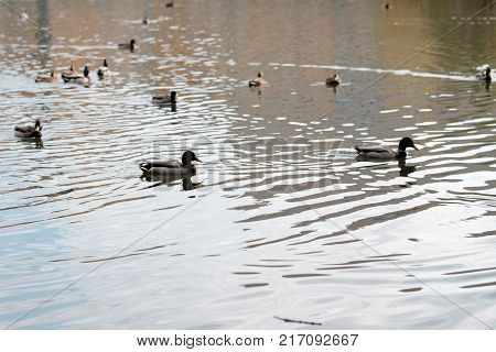 Ducks floating in a dark autumn pond