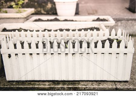 A white wood fence for small plant
