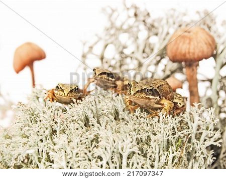 Three tiny frogs on reindeer lichen between two mushrooms on white background